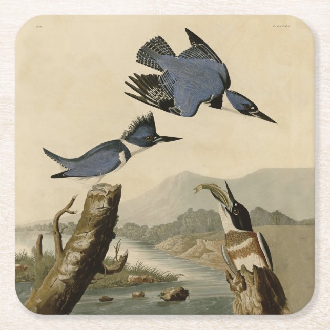 Porta-copo De Papel Quadrado Audubon Belfisher Kingfisher Wildlife Bird (Frente)