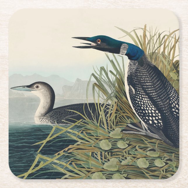 Porta-copo De Papel Quadrado Audubon Bird Loon Diver Classic (Frente)