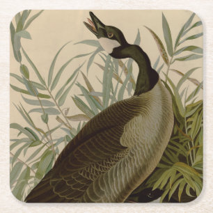 Porta-copo De Papel Quadrado Audubon Canada Goose Willife Bird