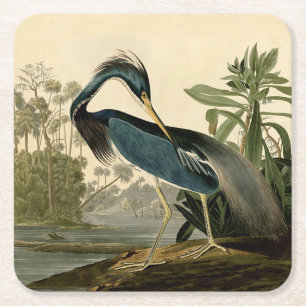 Porta-copo De Papel Quadrado Audubon Louisiana Heron Birds América Art