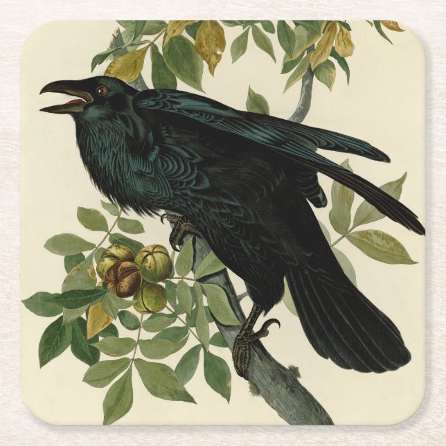 Porta-copo De Papel Quadrado Audubon Raven Bird Classic Trabalho de arte (Frente)