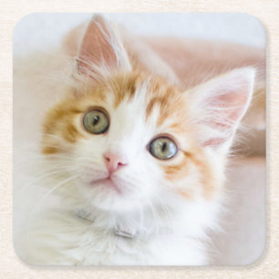 Porta-copo De Papel Quadrado Azul doce gatinho Eyed