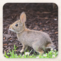 Baby Bunny Porta copos