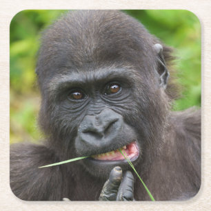 Porta-copo De Papel Quadrado Baby Gorilla Cuteness