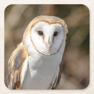 Porta-copo De Papel Quadrado Barn Owl
