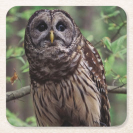 Porta-copo De Papel Quadrado Barred Owl