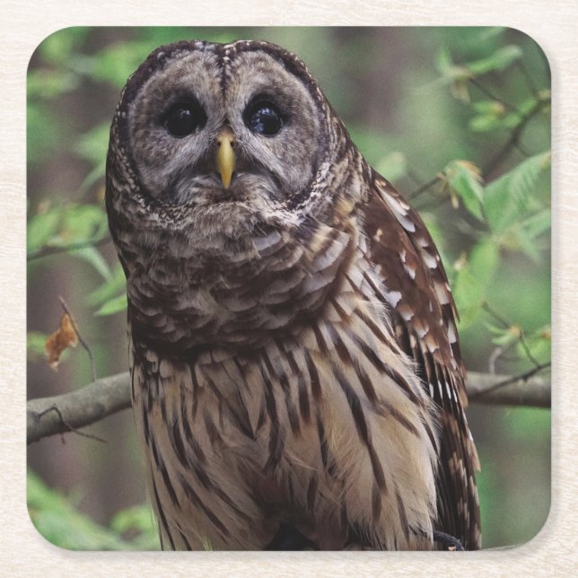 Porta-copo De Papel Quadrado Barred Owl (Frente)