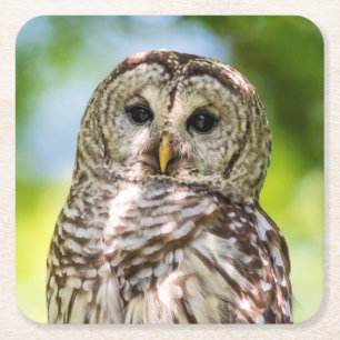 Porta-copo De Papel Quadrado Barred Owl