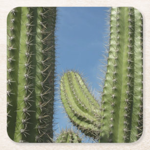 Porta-copo De Papel Quadrado Barrel Cactus I Desert Photo