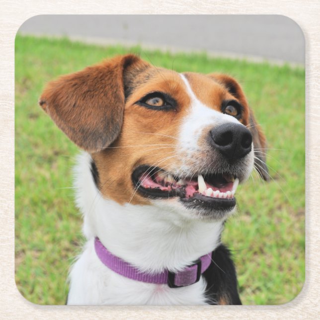 Porta-copo De Papel Quadrado Beagle (Frente)