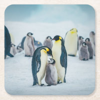 Bebês Mais Pobres | Alimentos para pinguins bebês