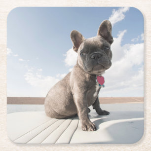 Porta-copo De Papel Quadrado Bebês Mais Pobres   Barco francês Bulldog