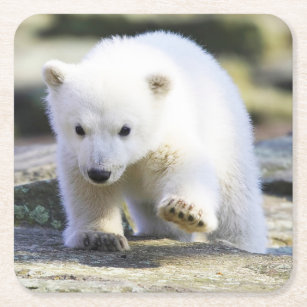 Porta-copo De Papel Quadrado Bebês Mais Pobres   Bebê-Urso Polar