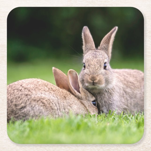 Porta-copo De Papel Quadrado Bebês Mais Pobres | Coelhos coelhos selvagens (Frente)