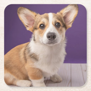Porta-copo De Papel Quadrado Bebês Mais Pobres   Corgi Puppy em roxo