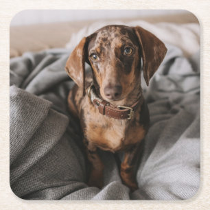 Porta-copo De Papel Quadrado Bebês Mais Pobres Dachshund De Chocolate