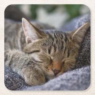 Porta-copo De Papel Quadrado Bebês Mais Pobres Dormir De Tabby Kitten