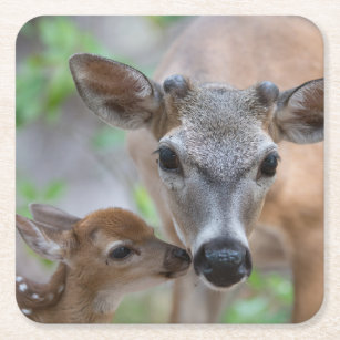 Porta-copo De Papel Quadrado Bebês Mais Pobres   Key Deer Stag & Fawn