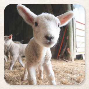 Porta-copo De Papel Quadrado Bebês Mais Pobres   Lâmpada cortada numa Fazenda