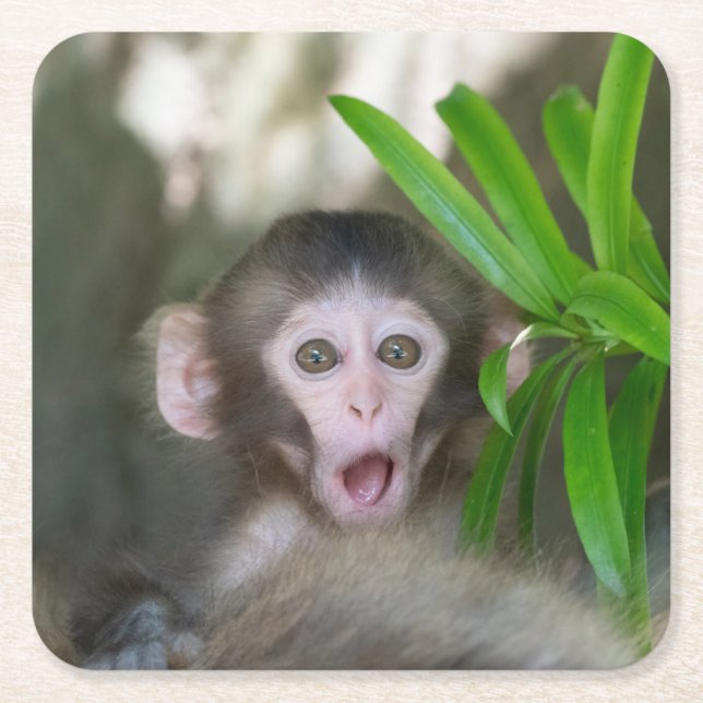 Porta-copo De Papel Quadrado Bebês Mais Pobres | Macaco surpreso na neve (Frente)