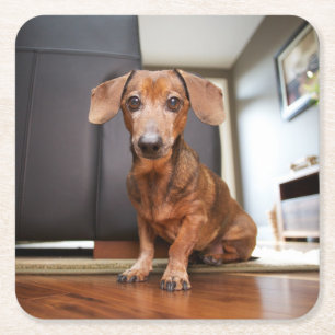 Porta-copo De Papel Quadrado Bebês Mais Pobres Mini Dachshund Puppy
