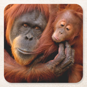 Porta-copo De Papel Quadrado Bebês Mais Pobres Orangutan Mãe e Bebê