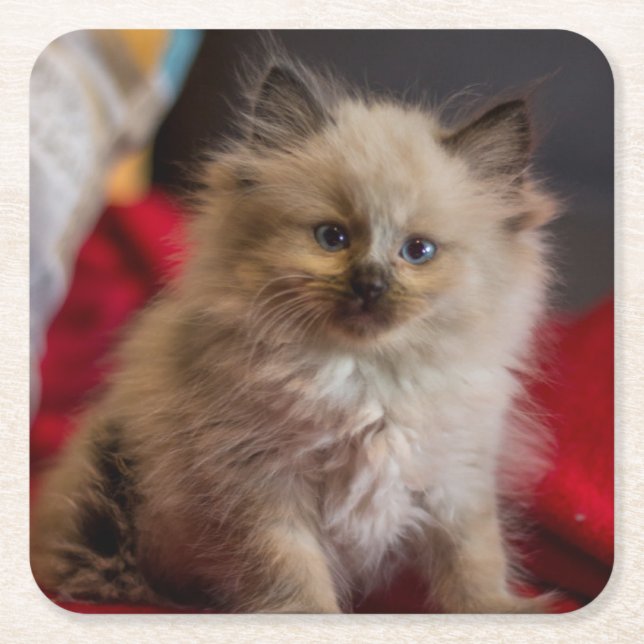 Porta-copo De Papel Quadrado Bebês Mais Pobres | Siamese Kitten (Frente)