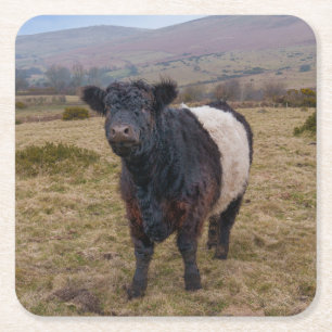 Porta-copo De Papel Quadrado Belga Galloway Sentindo Orgulho em Dartmoor Farmla