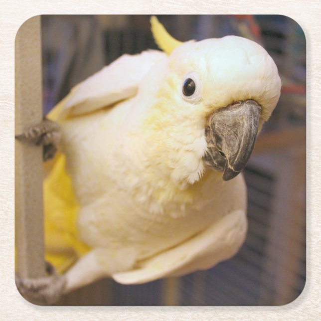 Porta-copo De Papel Quadrado Bella Boy (Frente)