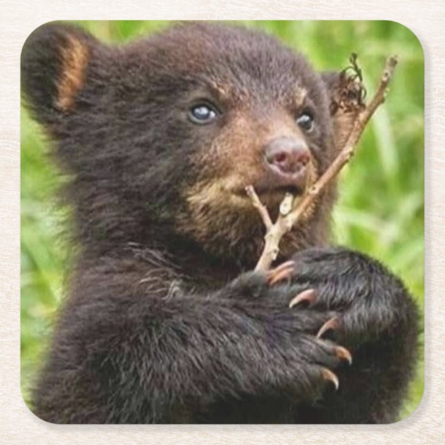 Porta-copo De Papel Quadrado Belo Bear (Frente)