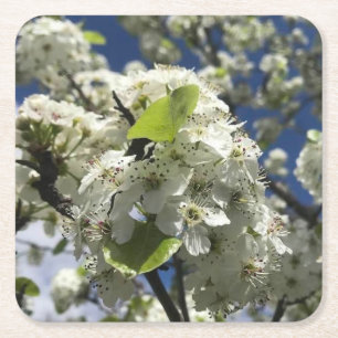 Porta-copo De Papel Quadrado Belo conjunto de Portas copos das flores