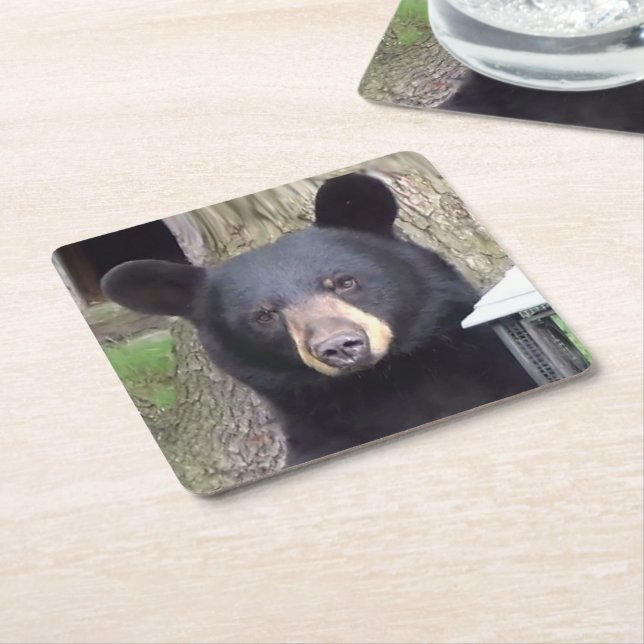 Porta-copo De Papel Quadrado Belo Urso Negro (Inclinado)