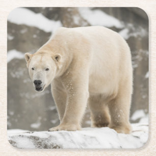 Porta-copo De Papel Quadrado Belo Urso Polar