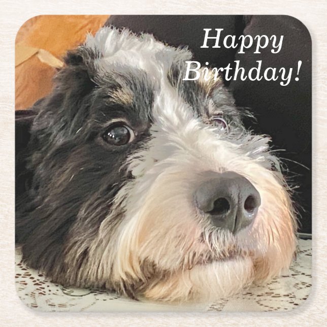 Porta-copo De Papel Quadrado Bernedoodle Adorável (Frente)