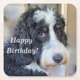 Porta-copo De Papel Quadrado Bernedoodle Cute