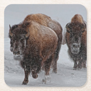 Porta-copo De Papel Quadrado Bisonte de Yellowstone