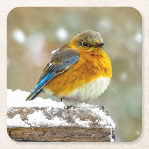Porta-copo De Papel Quadrado Bluebird oriental na neve - Foto original