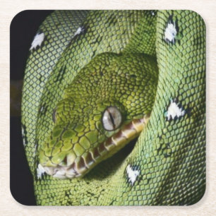 Porta-copo De Papel Quadrado Boa esmeralda do cobra verde da árvore em Bolívi