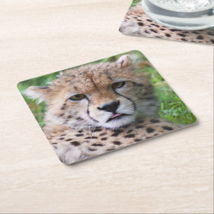 Porta-copo De Papel Quadrado Bobo Cheetah Cub