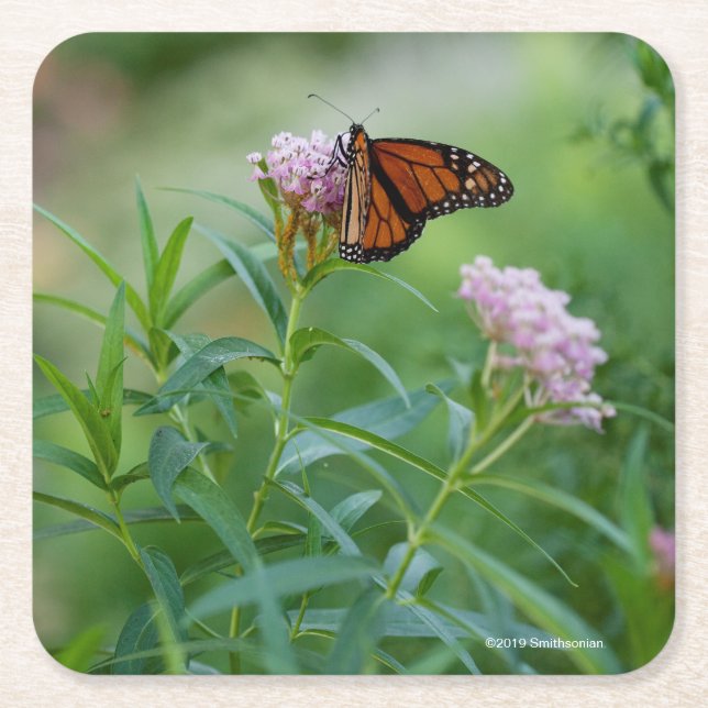 Porta-copo De Papel Quadrado Borboleta de monarca (Frente)