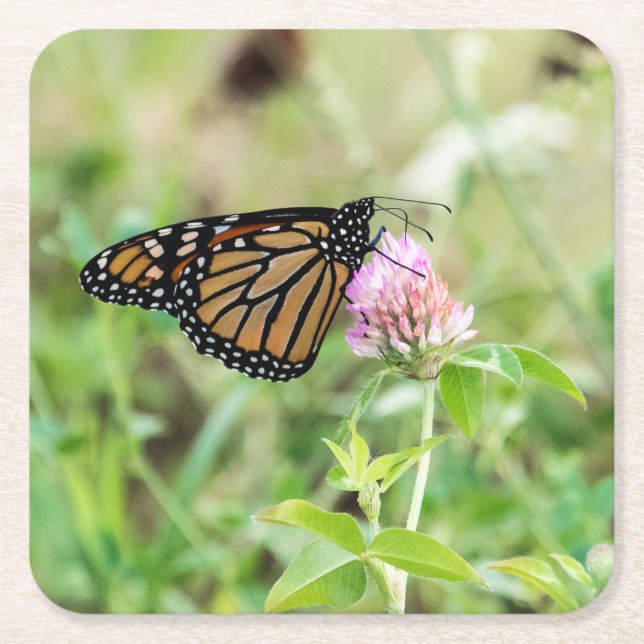 Porta-copo De Papel Quadrado Borboleta de monarca (Frente)