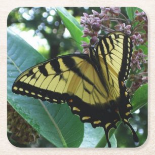 Porta-copo De Papel Quadrado Borboleta I de Swallowtail em Milkweed em Shenando