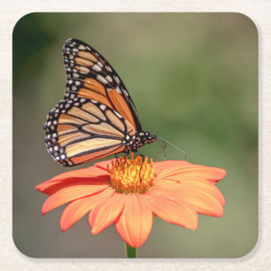 Porta-copo De Papel Quadrado Borboleta Monarca numa flor de laranja