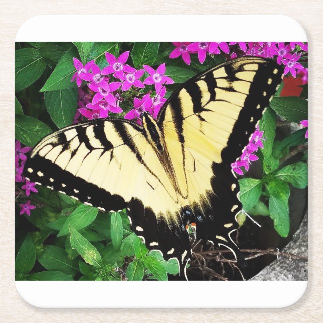 Porta-copo De Papel Quadrado Borboleta Swallowtail de Tigre Oriental #1 (Frente)