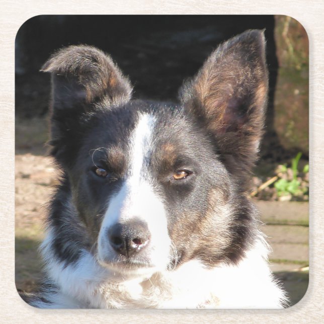 PORTA-COPO DE PAPEL QUADRADO BORDER COLLIE DOG (Frente)