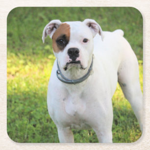 Porta-copo De Papel Quadrado Boxer