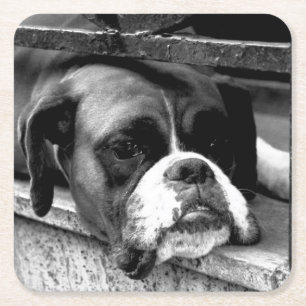 Porta-copo De Papel Quadrado Boxer Dog na costa de Windowsill