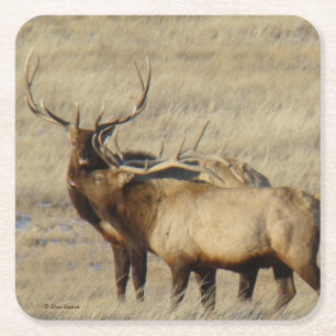 Porta-copo De Papel Quadrado Bull Elk Brother Bulls