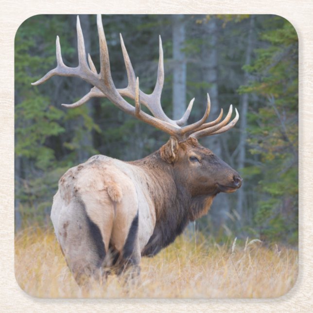 Porta-copo De Papel Quadrado Bull Rocky Mountain Elk (Frente)