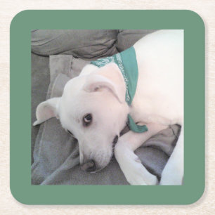 Porta-copo De Papel Quadrado Cachorro Branco Preguiçoso e Fofo Vestindo Cacheco